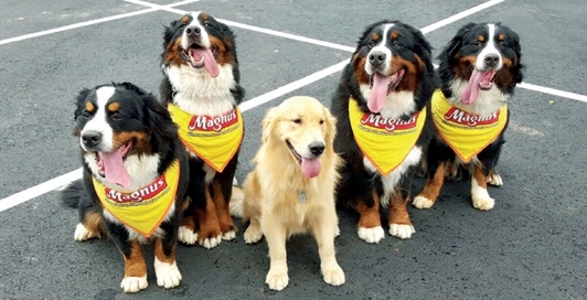 Cães do Instituto Magnus, em Sorocaba, no interior de São Paulo, em treinamento